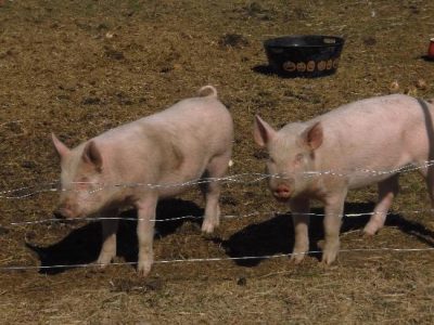 The Political Pigs Image